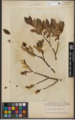 Foto von Salix phylicifolia L.